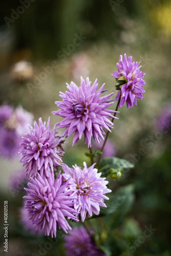 Purple Dahlia growing in different directions.