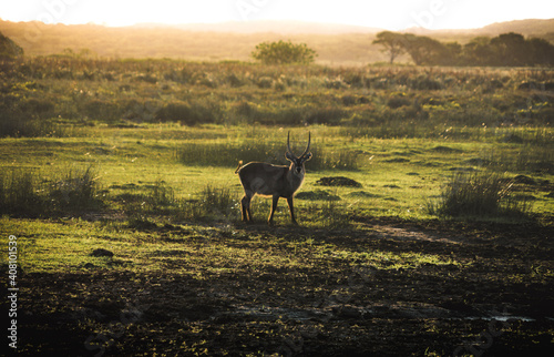 Antilope watching in the open field at sundown