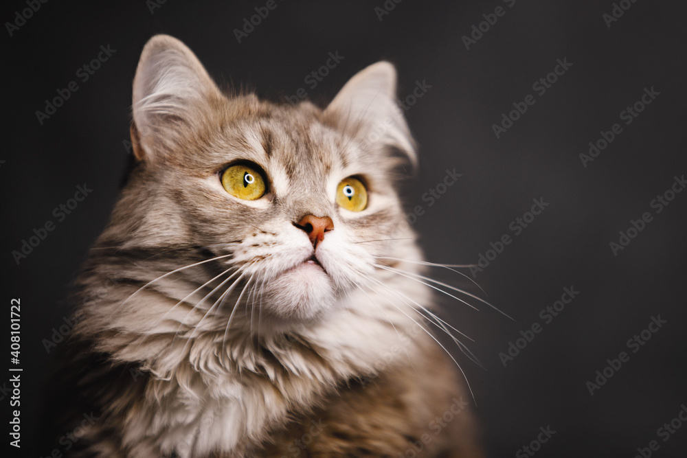 Grey fluffy cat with yellow eyes