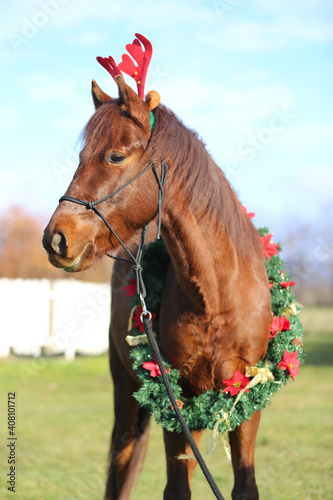  Horse waiting for Santa Claus