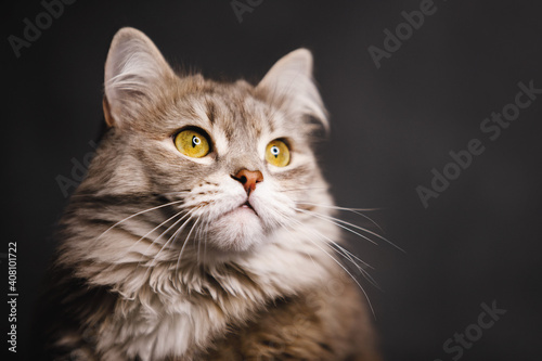Grey fluffy cat with yellow eyes