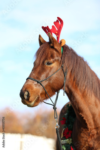  Horse waiting for Santa Claus