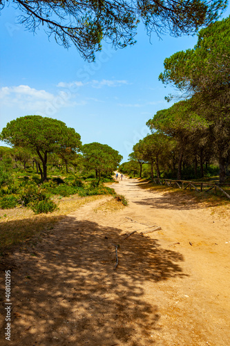 Fototapeta Naklejka Na Ścianę i Meble -  La Brena National Park on the coast of the province of Cádiz, Spain. An area of the natural park has been planted with pines to control the spread of sand-dunes.