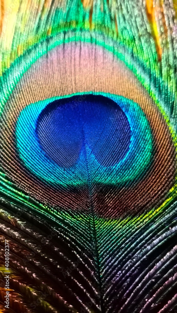 Obraz premium peacock feather background