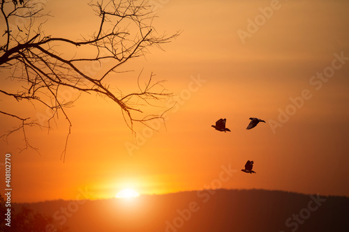 Pigeons are flying over the mountains and beautiful sunset
