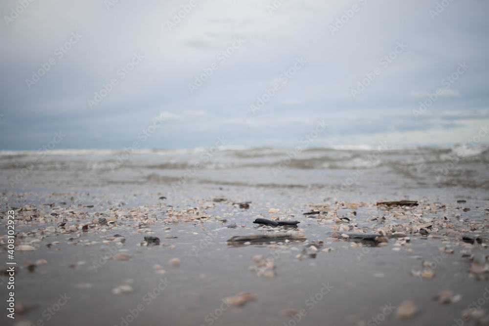 Close-up of shells on the Dutch coastline (Kijkduin, The Hague, The Netherlands) Close-up of shells on the Dutch coastline (Kijkduin, The Hague, The Netherlands)