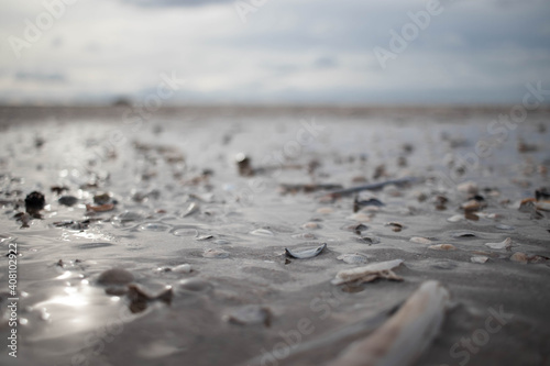 Close-up of shells on the Dutch coastline (Kijkduin, The Hague, The Netherlands)