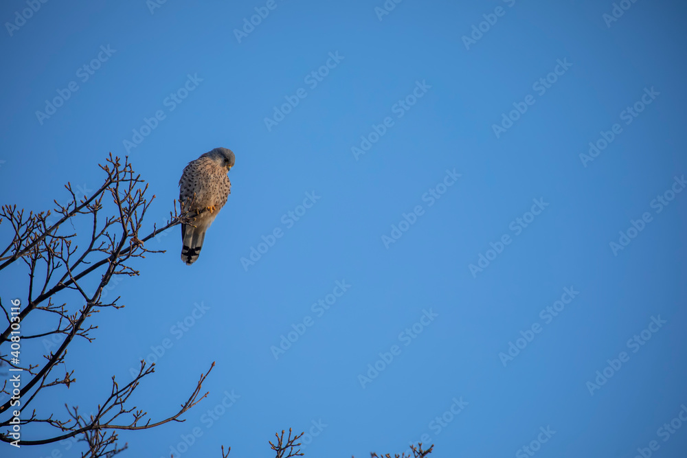 common kestrel, Falco tinnunculus, perched and flying away during winter with blue sky.