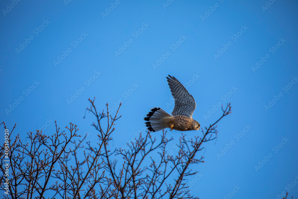 common kestrel, Falco tinnunculus, perched and flying away during winter with blue sky.