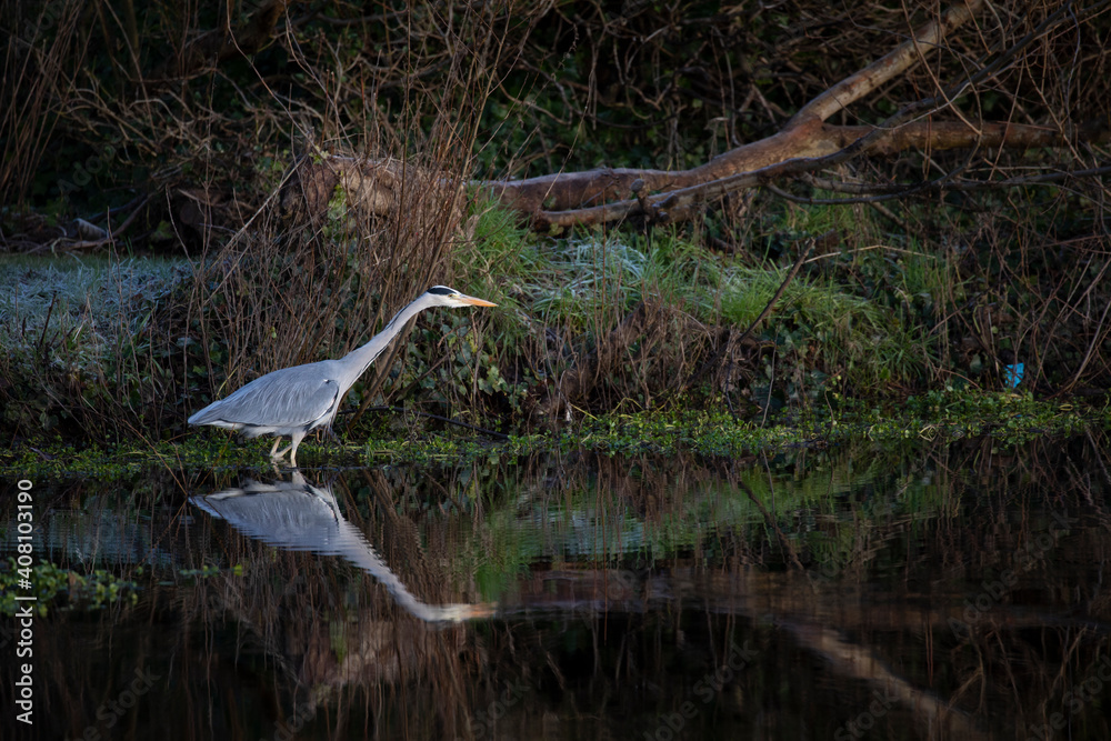 grey heron reflection, Ardea cinerea, fishing in a Scottish river during winter.