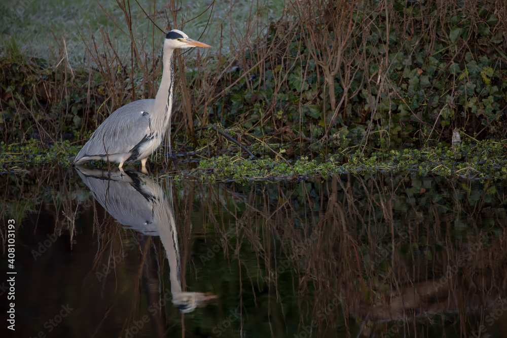 grey heron reflection, Ardea cinerea, fishing in a Scottish river during winter.