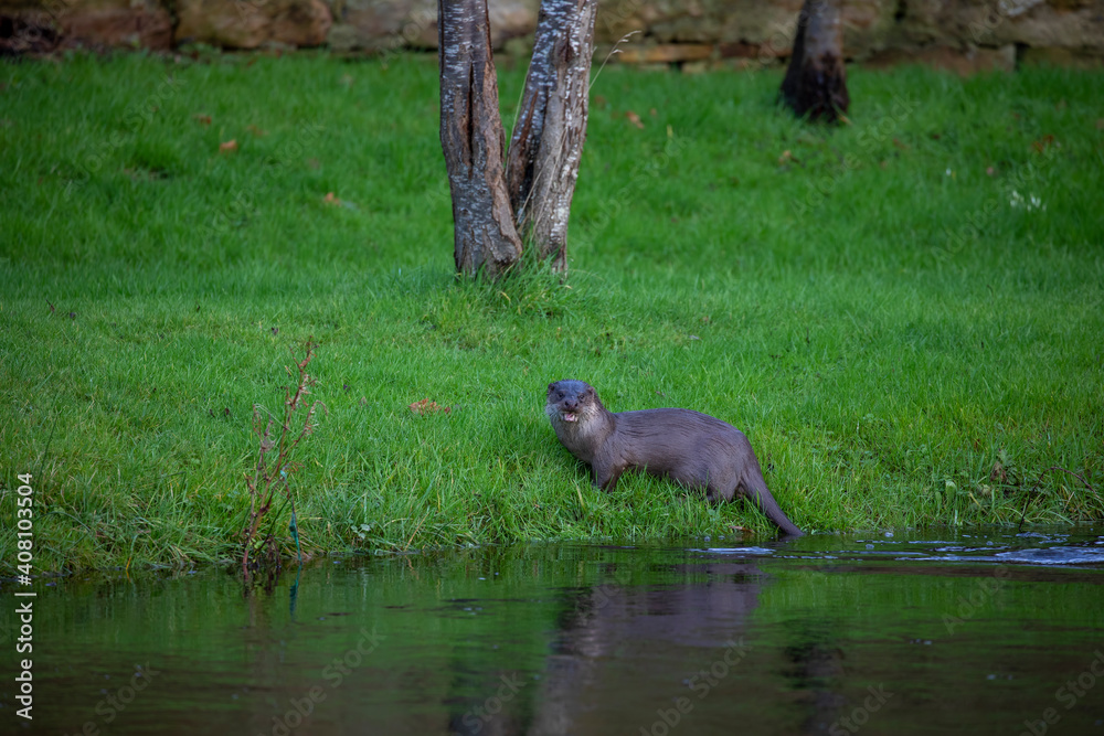 European otter, lutra lutra, resting on a river bank during winter in Scotland.