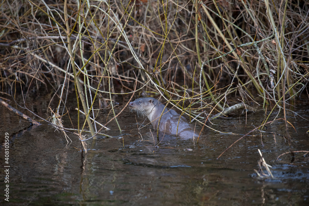 European otter, lutra lutra, hunting along a river during winter in Scotland.