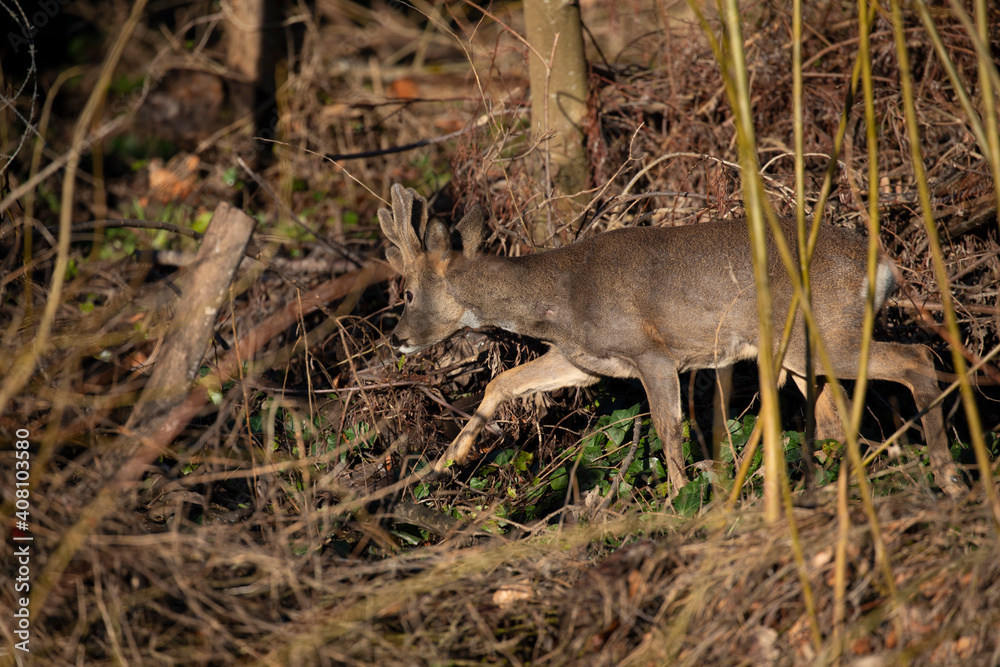 roe deer hinds, Capreolus capreolus, moving within woodland not looking at camera during winter in Scotland.