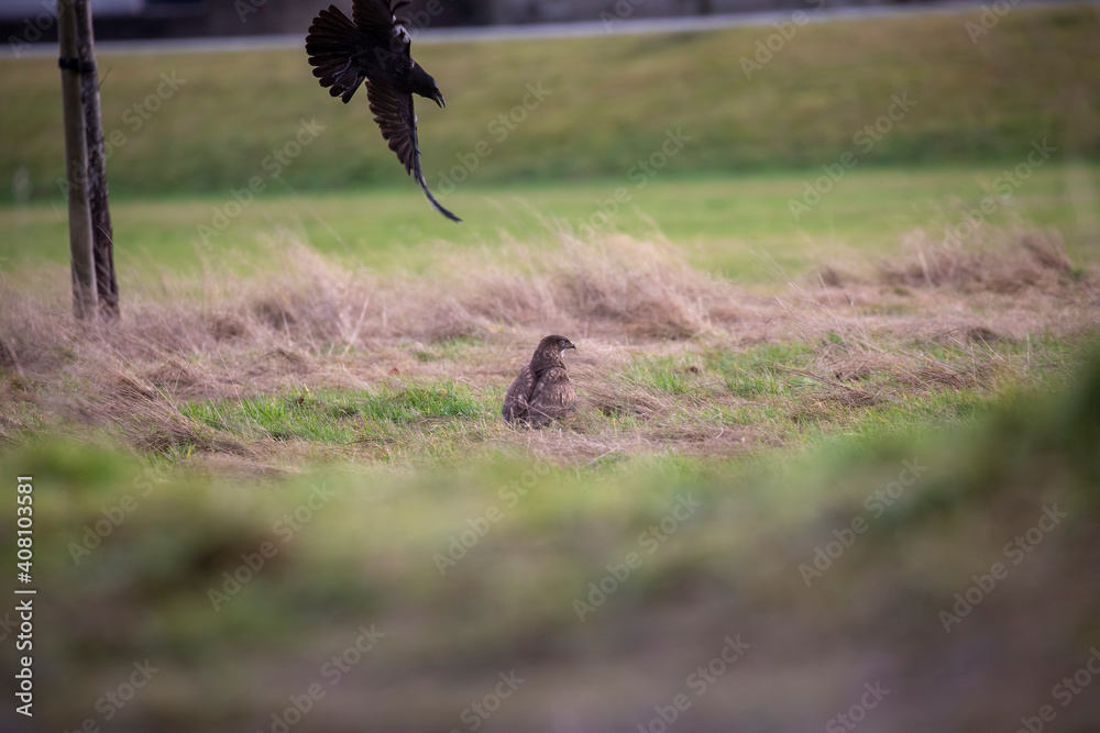 common buzzard, Buteo buteo, on the ground catching food with crow flying above it during winter in Scotland.
