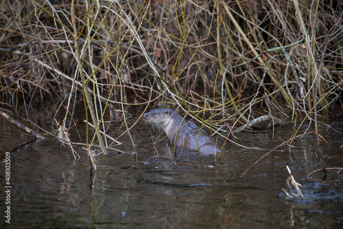 Obraz na płótnie European otter, lutra lutra, hunting along a river during winter in Scotland. w salonie