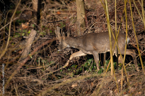 Obraz na płótnie roe deer hinds, Capreolus capreolus, moving within woodland not looking at camera during winter in Scotland. w salonie