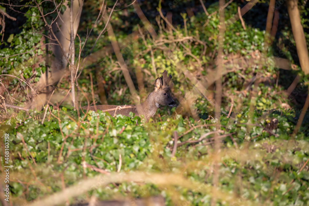 roe deer hinds, Capreolus capreolus, moving within woodland not looking at camera during winter in Scotland.