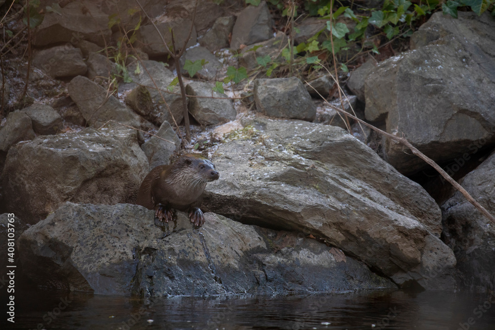 European otter, lutra lutra, resting on a river bank during winter in Scotland.