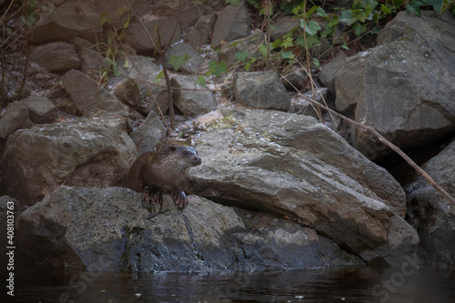 Obraz na płótnie European otter, lutra lutra, resting on a river bank during winter in Scotland. w salonie