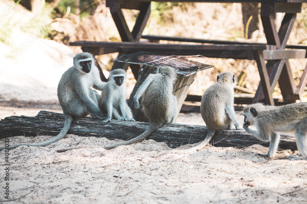 Obraz premium animals in the zoo