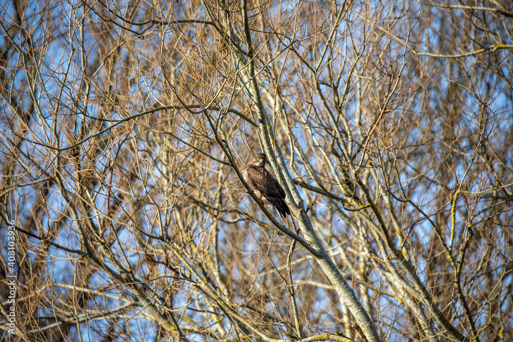 common buzzard, Buteo buteo, perched within a tree hunting during winter in Scotland.