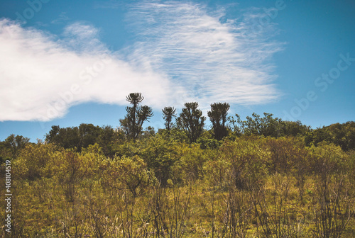 tree in the field