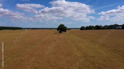 Low angle drone shot approaching a lone tree in a field and then rising above to reveal countryside landscape. 4k