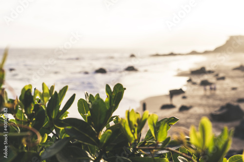 flowers on the beach
