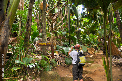 Man looking the giant leaves of Sea Coconuts palm (Lodoicea maldivica) or Coco de Mer in the Vallée de Mai Nature Reserve park in Praslin Island.