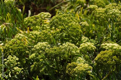 close up of wild flowers
