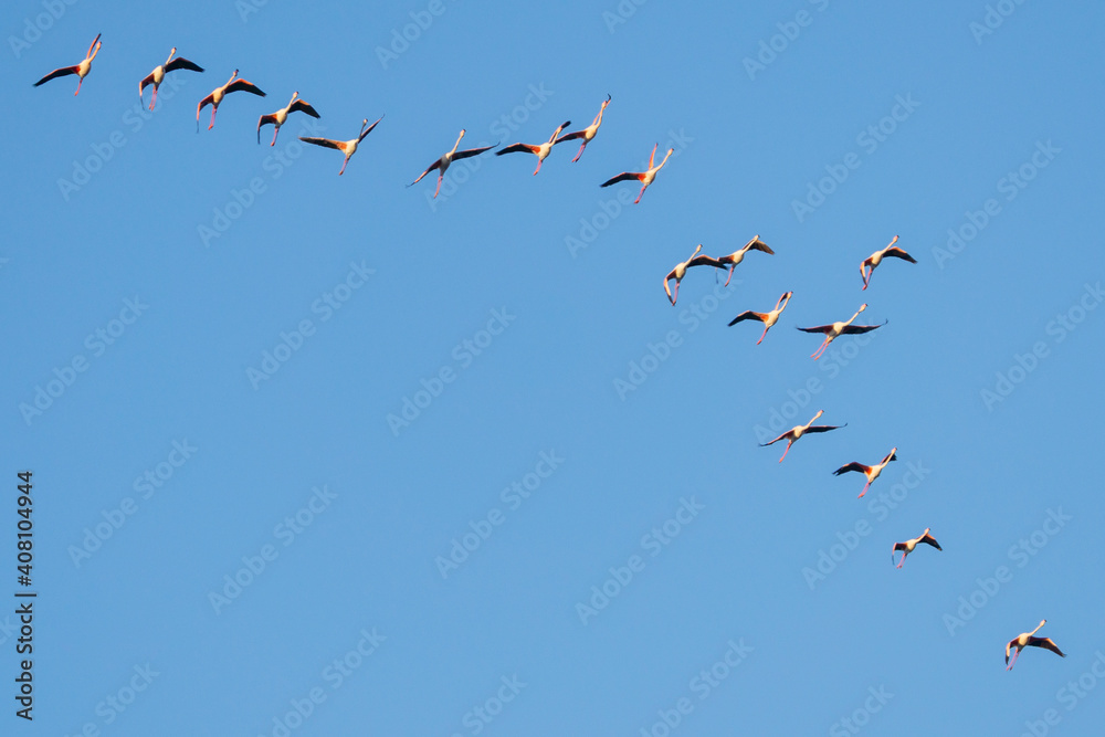 flamingoes flying above the Bay of Cadiz in southern Spain flamingoes flying above the Bay of Cadiz in southern Spain