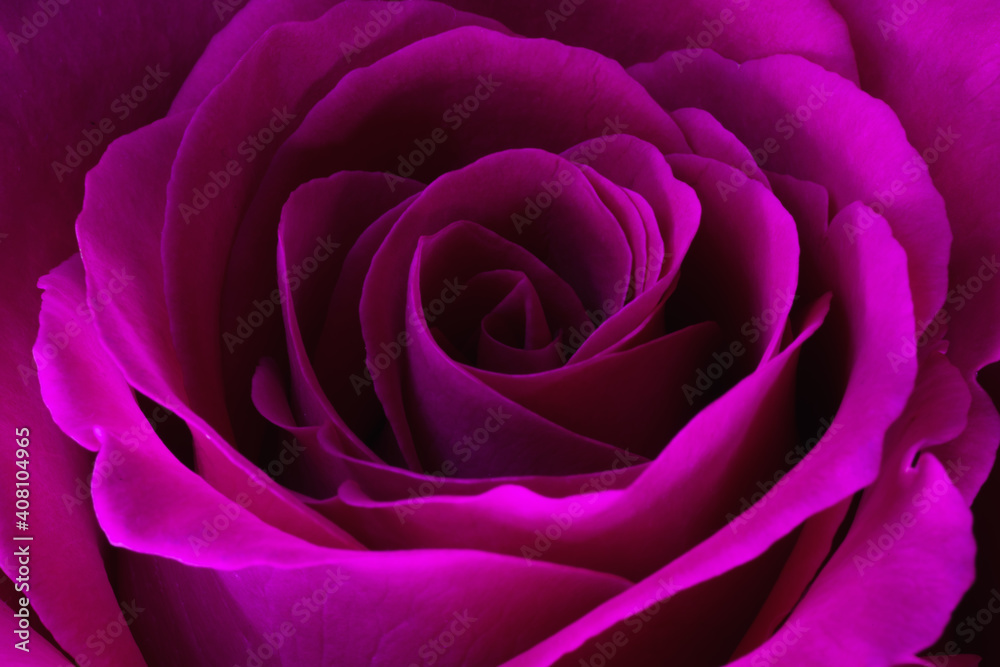 pink rose close up