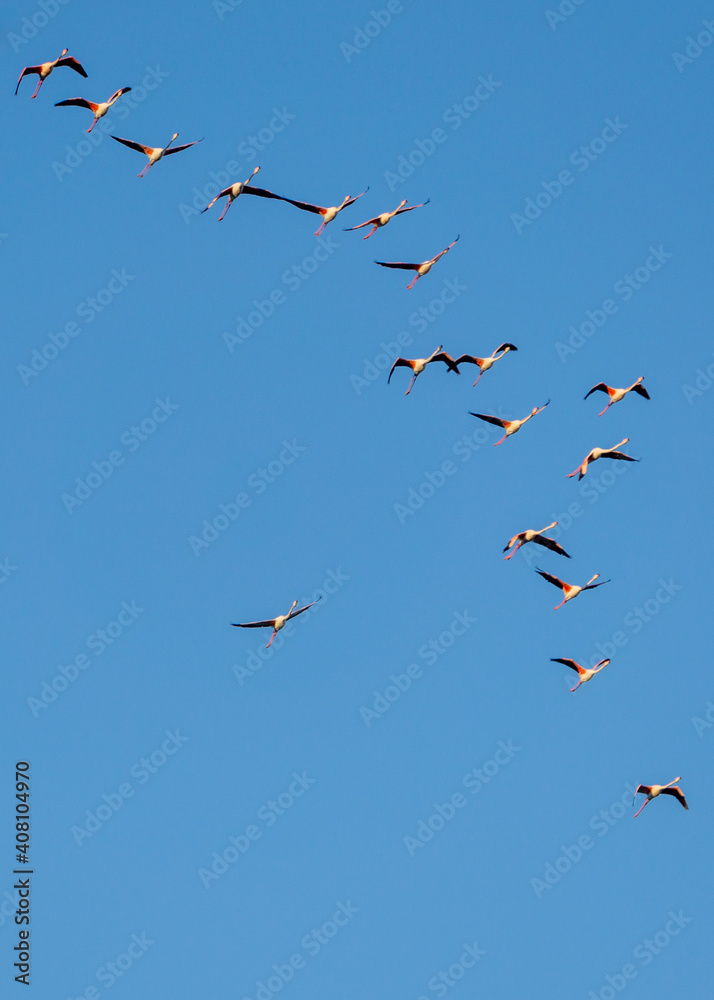 flamingoes flying above the Bay of Cadiz in southern Spain flamingoes flying above the Bay of Cadiz in southern Spain
