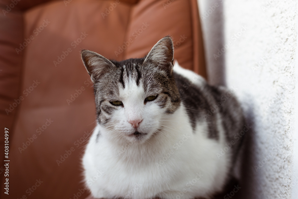 Portrait of beautiful adult cat resting outdoor, close up Portrait of beautiful adult cat resting outdoor, close up