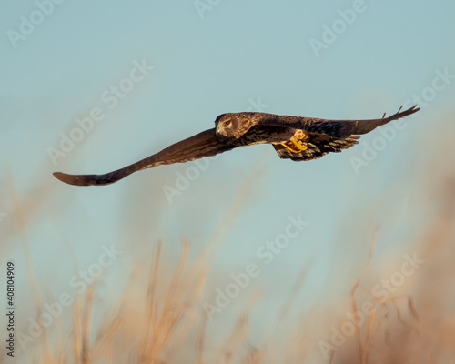 Northern Harrier in flight