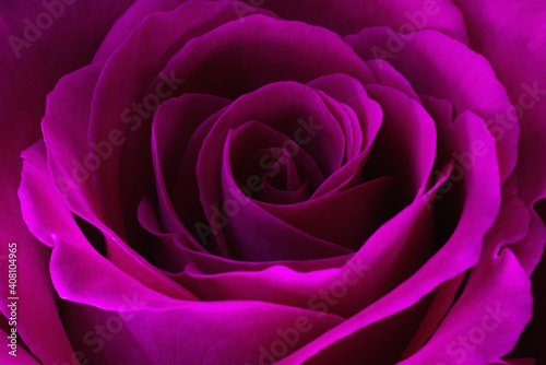 pink rose close up