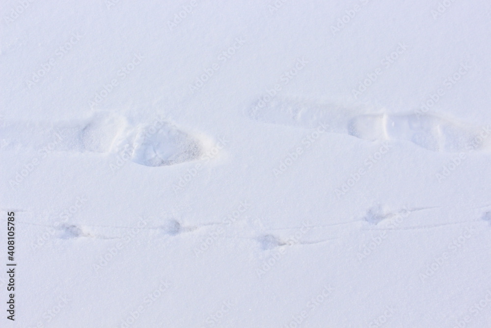People, birds and animals left footprints in the first snow People, birds and animals left footprints in the first snow