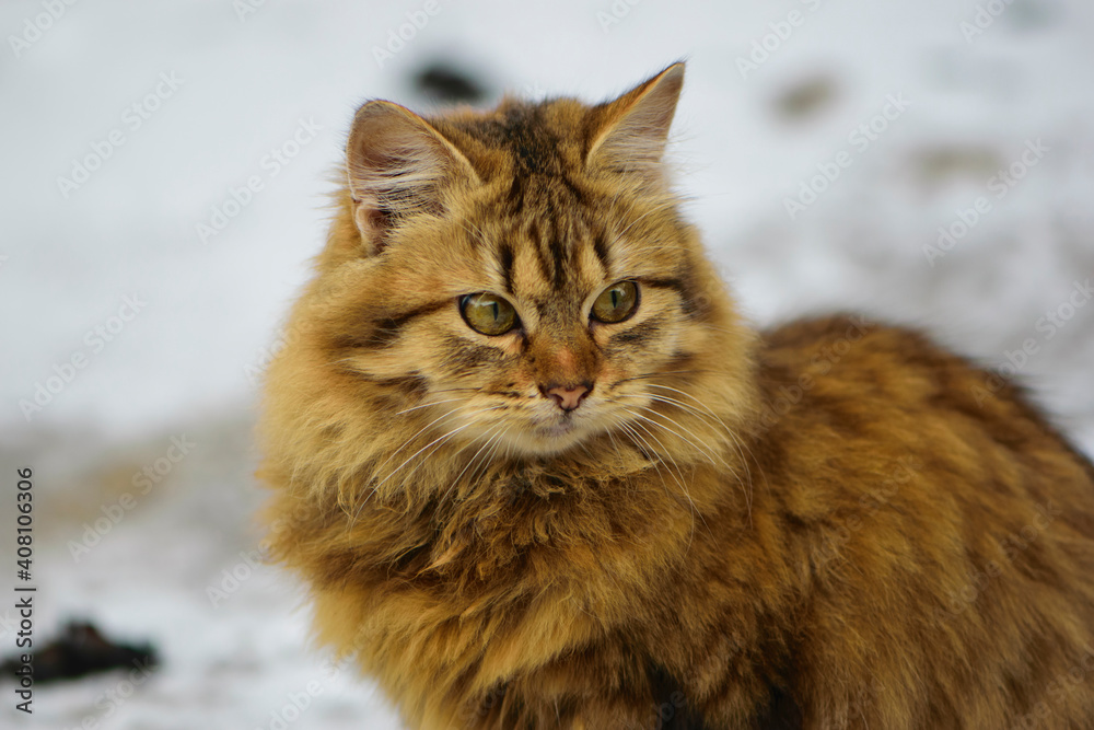 an adult cat sits on the ground in ice, winter weather, frost or March. home animal on the street. homeless cat. beautiful ginger cat on the snow in the village, close-up