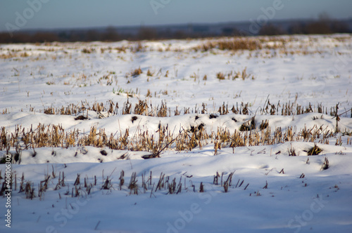 Harvested field in the snow