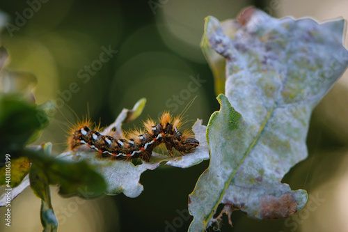 a large furry caterpillar on the leaves. Macro pictures, beautiful nature. pests, close-up of a beautiful multi-colored caterpillar - butterflies. leaves in the forest, park or garden, bokeh