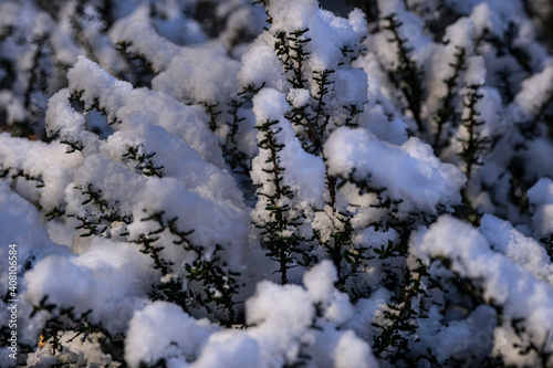 Snow in the garden