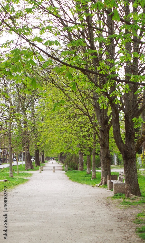 Slovenia, Maribor, alley in the park