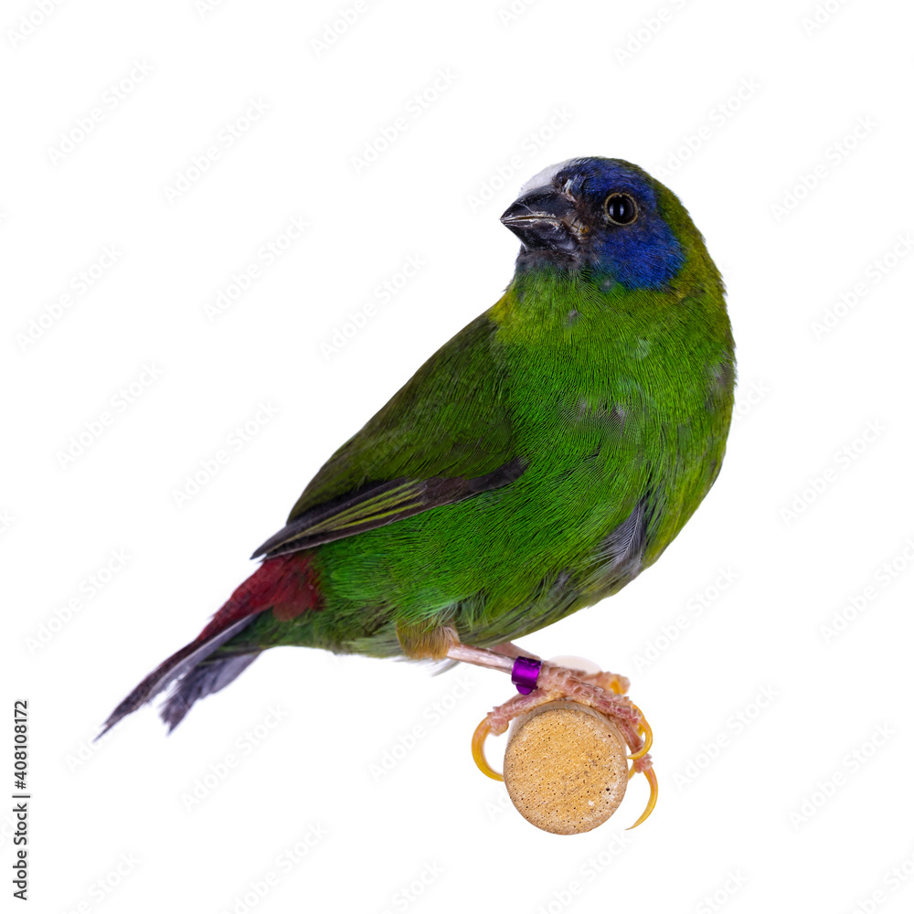 Blue-faced parrotfinch aka Erythrura trichroa birs, sitting on wooden branche. Isolated on white backgroy