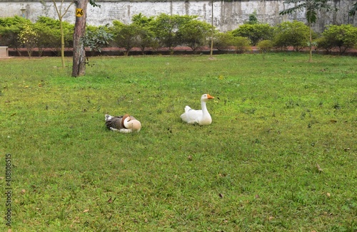 two ducks sitting on grass in a park