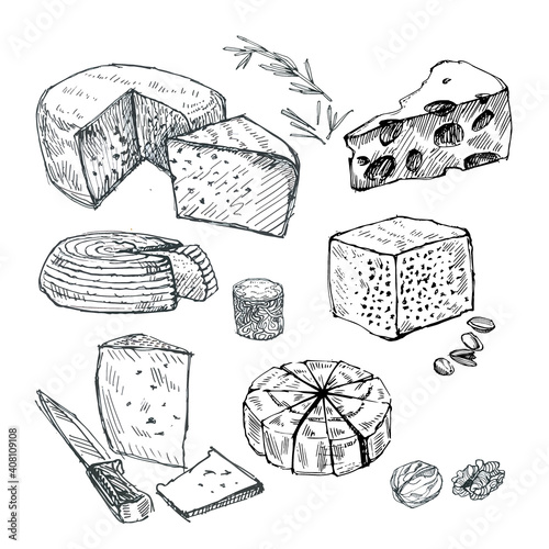 Hard cheese of different varieties illustration. Cheese drawing in retro style. Cheese with herbs vector illustration