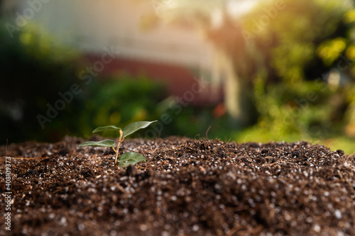 Small tree growing with sunrise. green world and earth day concept. Seedlings or plants illuminated by the side light.