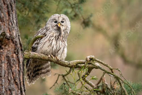 Owl sitting on a coniferous tree with haunted mouse in his beak. Strix uralensis