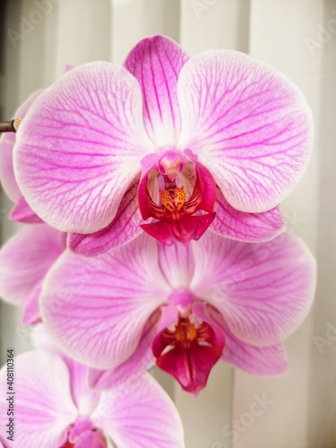pink orchid flower  blossoms  close up