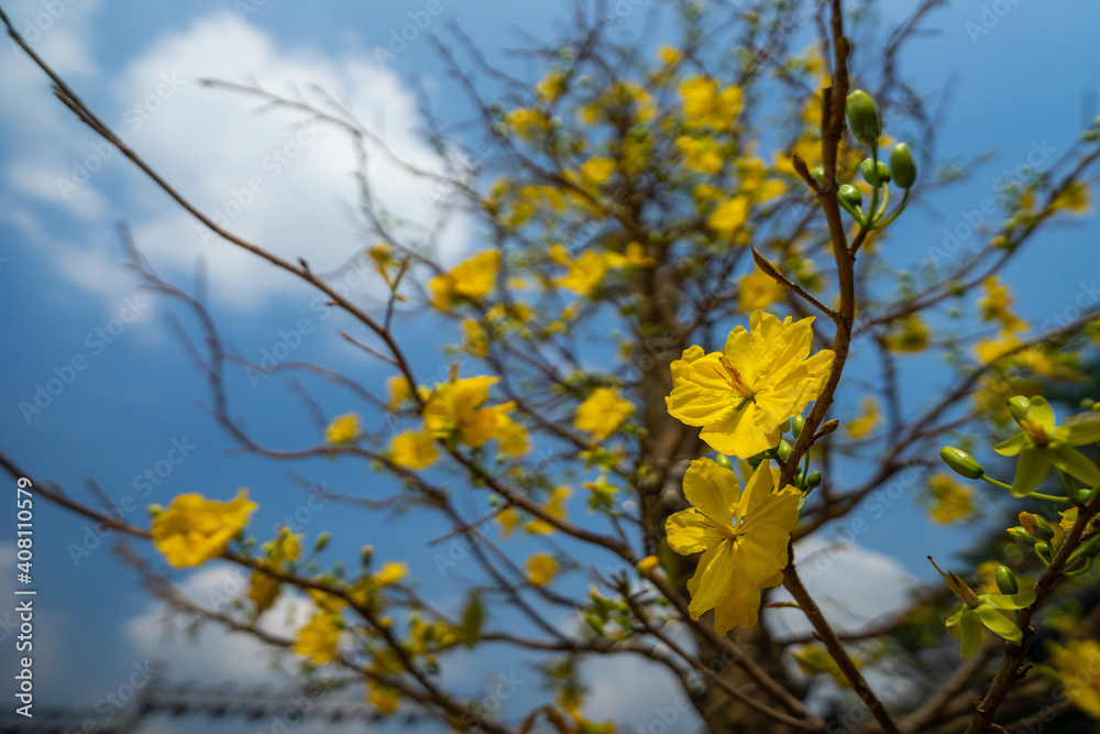 Fototapeta premium Hoa Mai tree (Ochna Integerrima) flower, traditional lunar new year (Tet holiday) in Vietnam. Two tulips pointing at the sky next to the forest yellow tulips symbolizing glory.